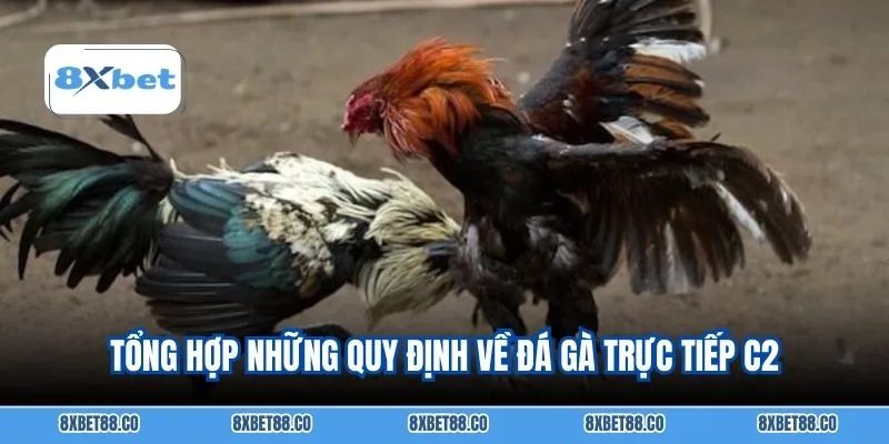 Tổng hợp những quy định về đá gà trực tiếp C2